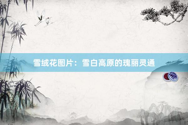 雪绒花图片：雪白高原的瑰丽灵通